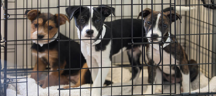 How to Adopt a Dog from a Shelter: A Step-by-Step Guide for New Pet Owners